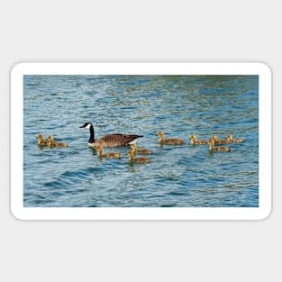 Canada Goose Family Swimming Together Sticker